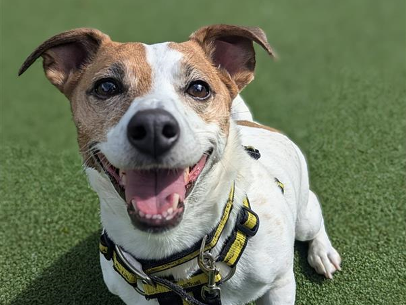 Ruby | Terrier (Jack Russell) Cross | Shrewsbury (Shropshire) - 1