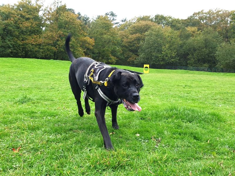 Charlotte | Retriever (Labrador) Cross | Canterbury - 1