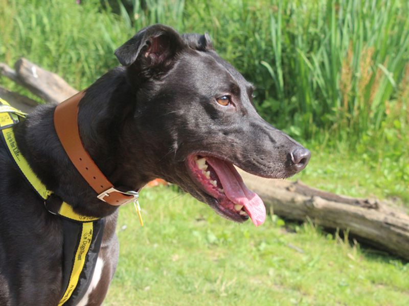 Lurcher best sale dogs trust