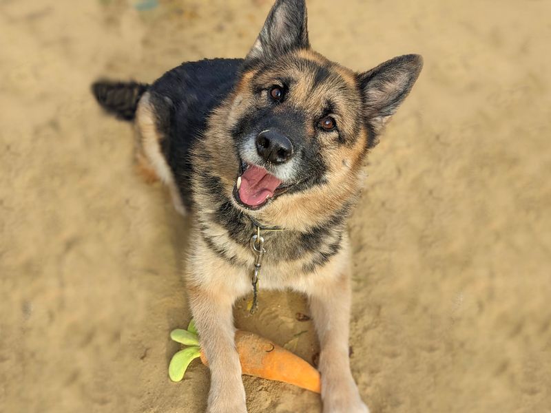 German Shepherd Puppies for sale in Essex