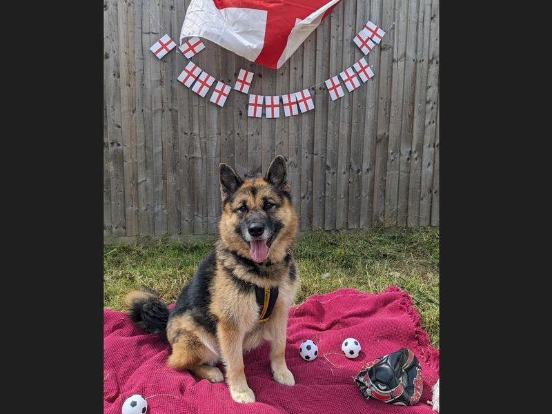 Suki for sale in Wickford, Essex