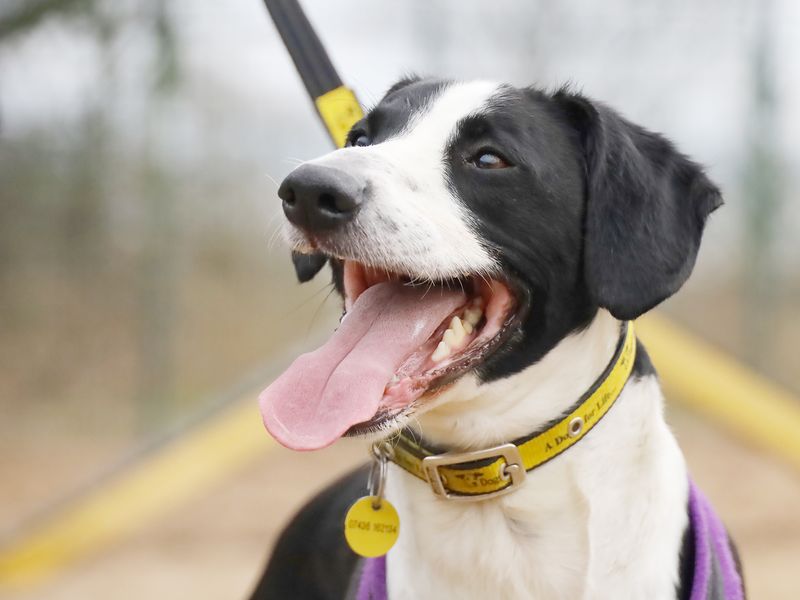 Border Collie Puppies for sale