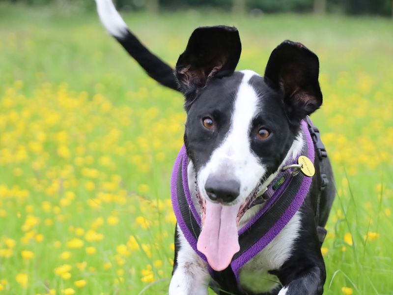 Border Collies for sale in Leeds, Yorkshire