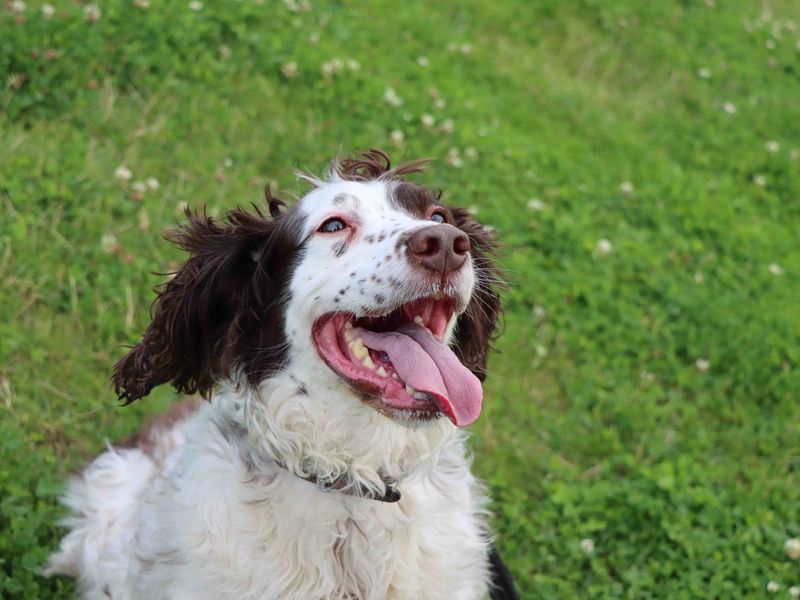 Springer best sale lurcher cross