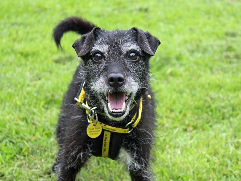 Lulu | Terrier (Patterdale) | Merseyside (Liverpool) - 1