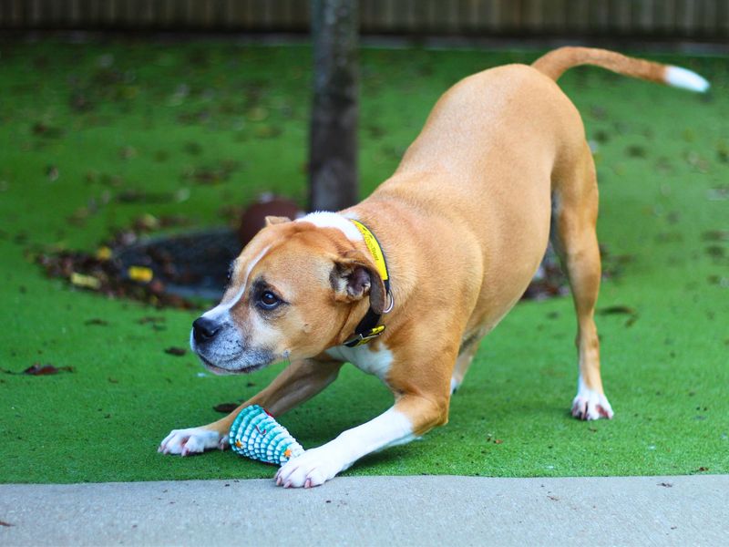 Staffie Puppies for sale in Greater Manchester