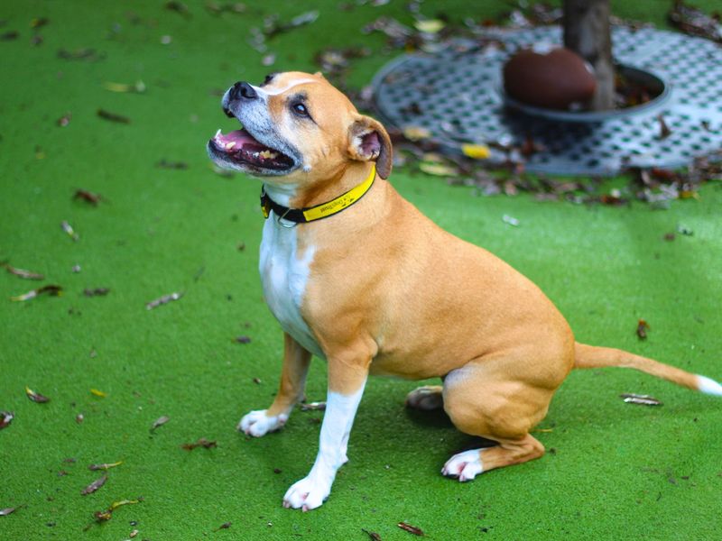 Staffie Puppies for sale