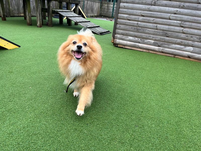 Benji | Pomeranian | Loughborough - 1