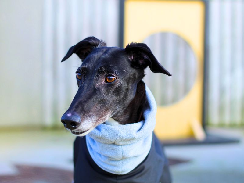 Mandy | Lurcher Cross | Manchester - 1