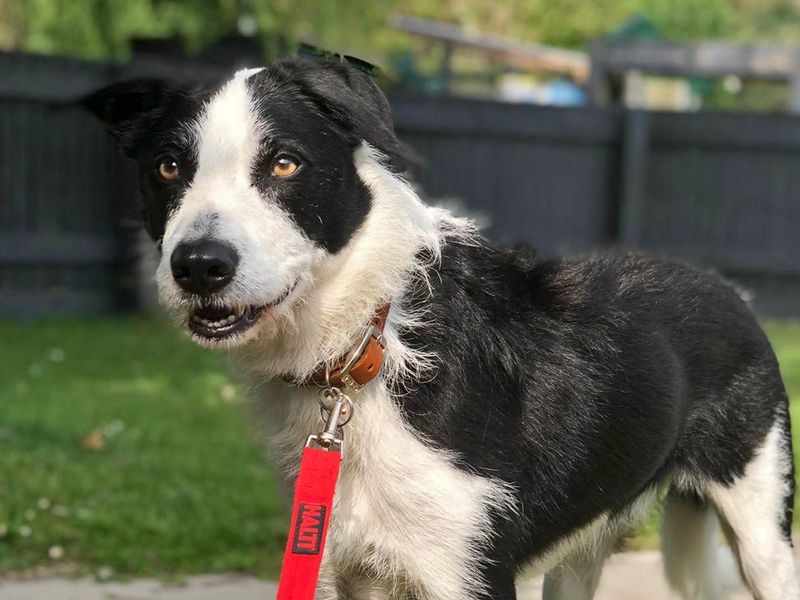 Alfie | Collie (Border) | Shoreham (Sussex) - 1