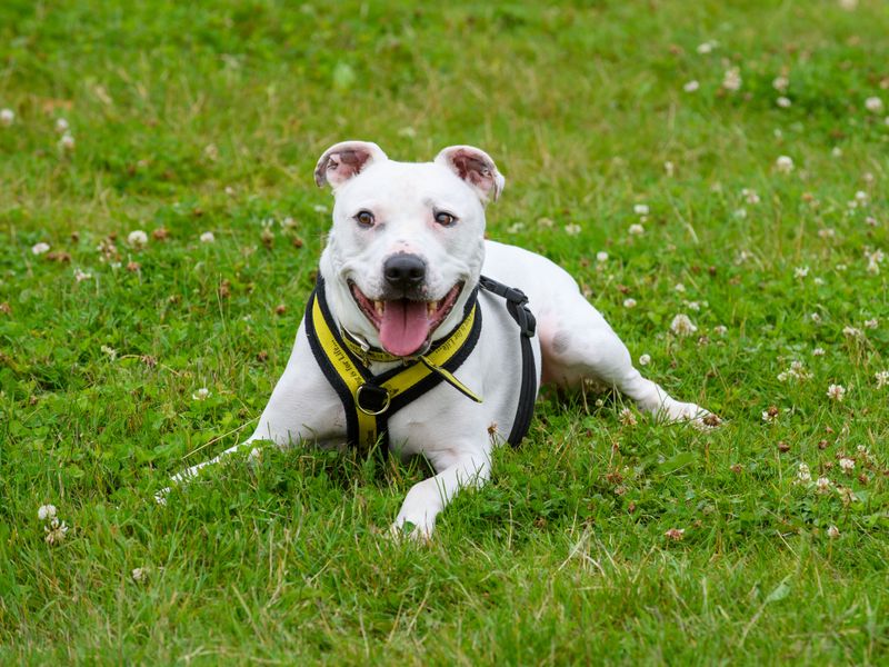 Tetley | Terrier (Staffordshire Bull) Cross | Bridgend (Wales) - 1