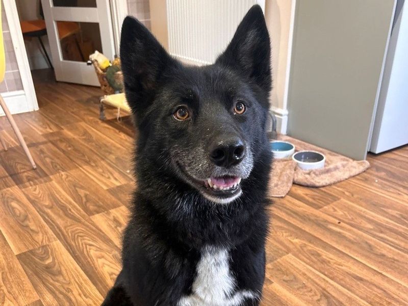 Zeus | Siberian Husky Cross | Shrewsbury (Shropshire) - 1