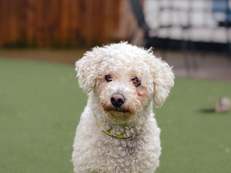 Bichon maltese best sale rescue near me