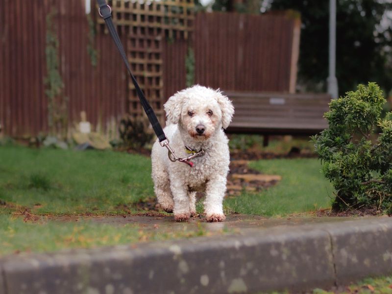 Bichon sales dog rescue