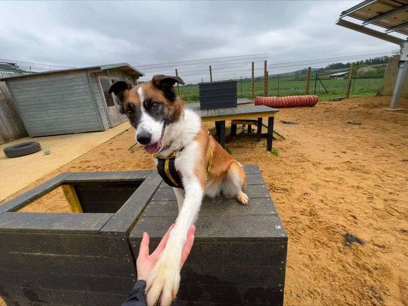 Alfie for sale in Newton Tony, Wiltshire - Image 1