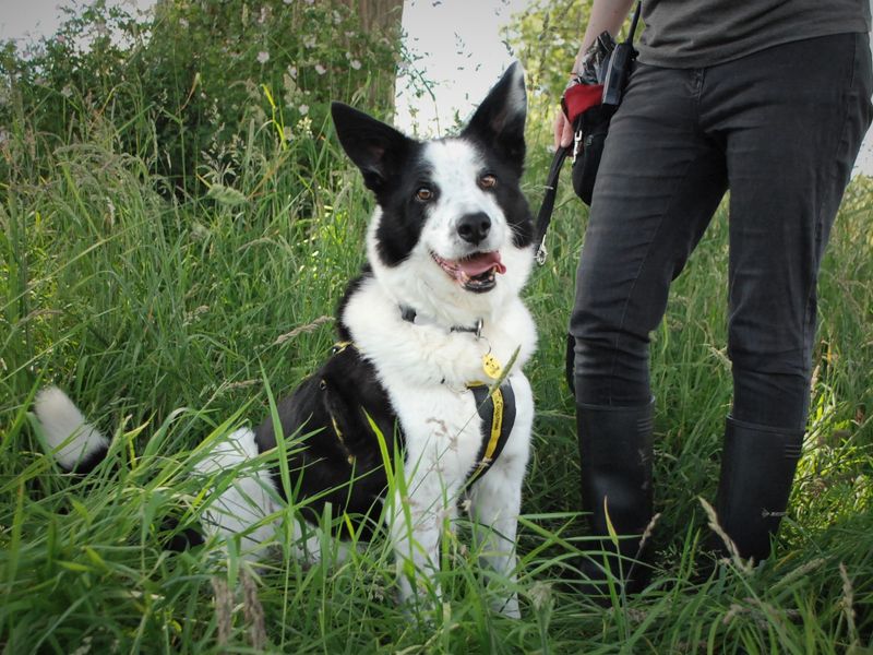 AJ | Collie (Border) Cross | Newbury (Berkshire) - 1