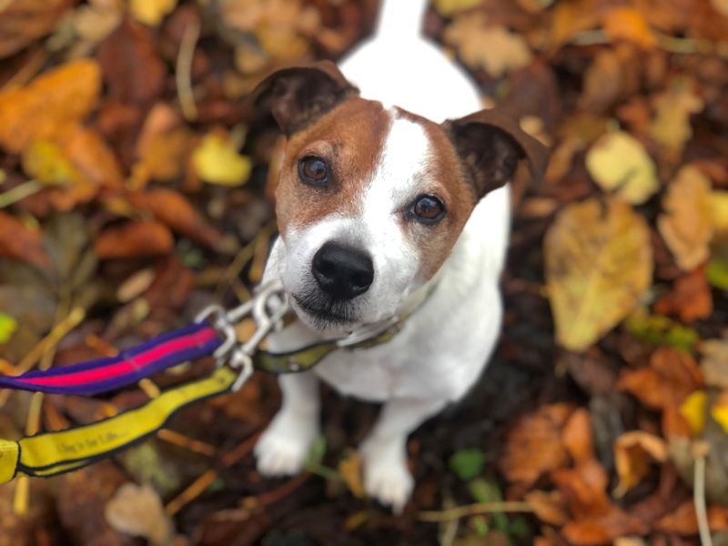 Alfie for sale in West Calder - Image 3