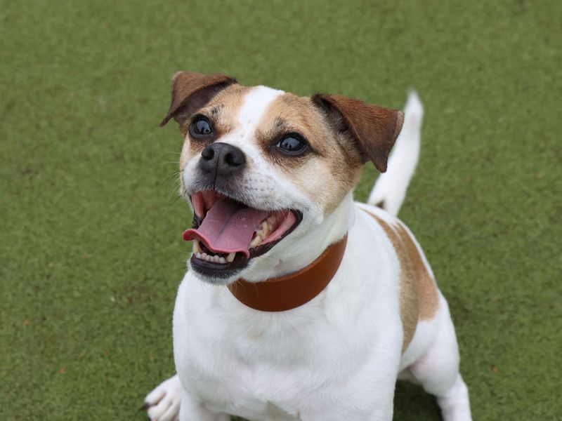 Jack Russell Puppies for sale in Evesham