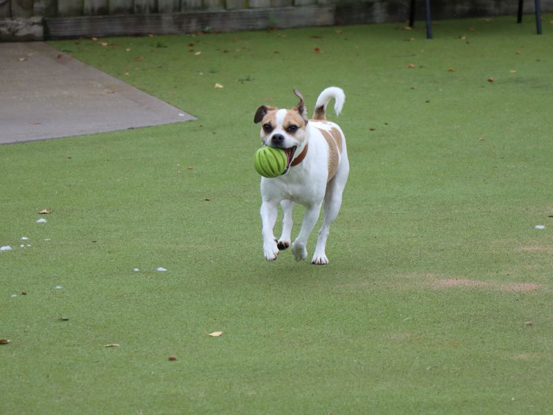 Jack Russells for sale in Evesham