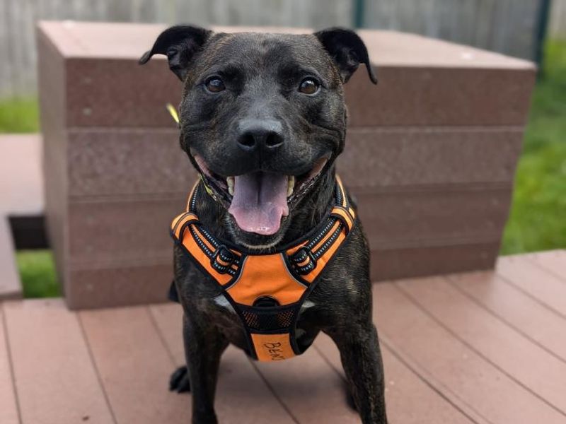 Benjamin | Terrier (Staffordshire Bull) Cross | Shrewsbury (Shropshire) - 1