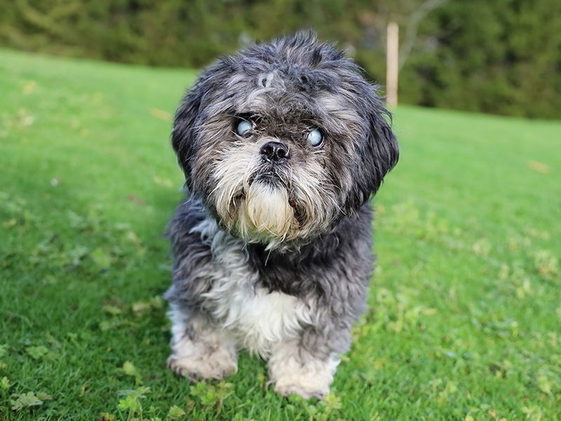 can a shih tzu and a border collie be friends