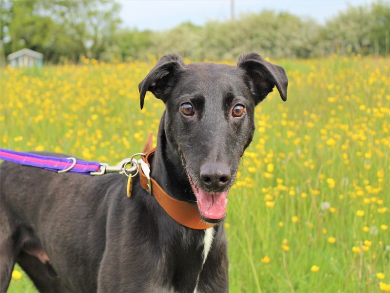 Barnaby | Lurcher Cross | Newbury (Berkshire) - 1