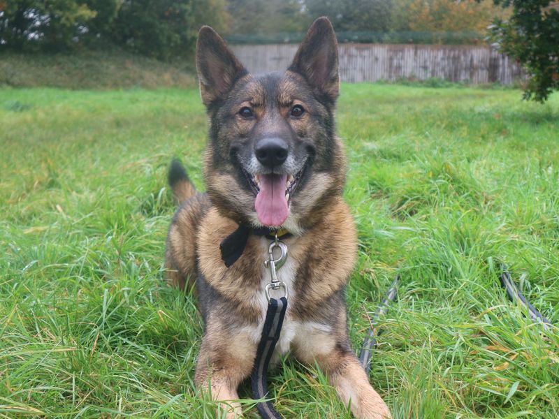 Adopt a German Shepherd Dog Cross Rescue Dog | Tommy | Dogs Trust