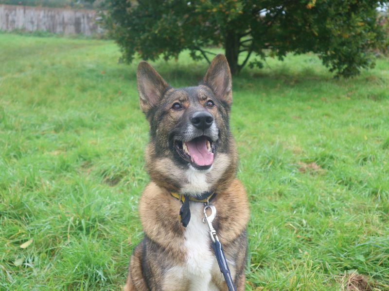 Tommy | German Shepherd Dog Cross | Shrewsbury (Shropshire) - 1