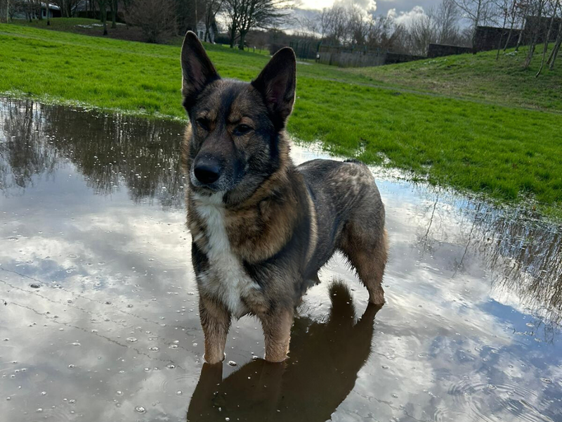 Tommy for sale in Telford, Shropshire - Image 6