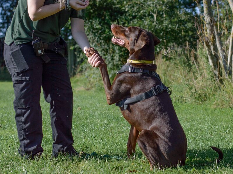 Doberman sales rescue centre