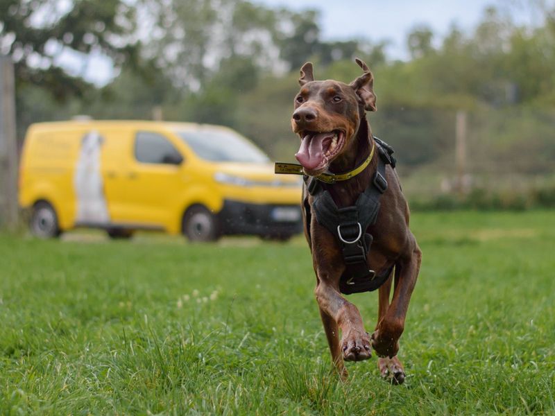 Doberman Puppies for sale