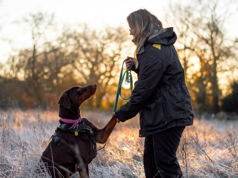 Doberman Puppies for sale in Warks