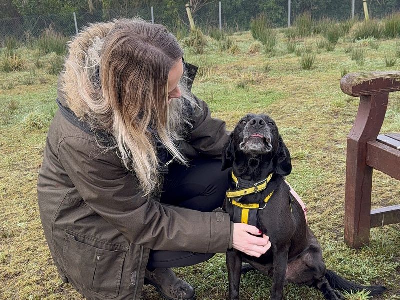 Buddy | Retriever (Labrador) Cross | Ballymena (Northern Ireland) - 1