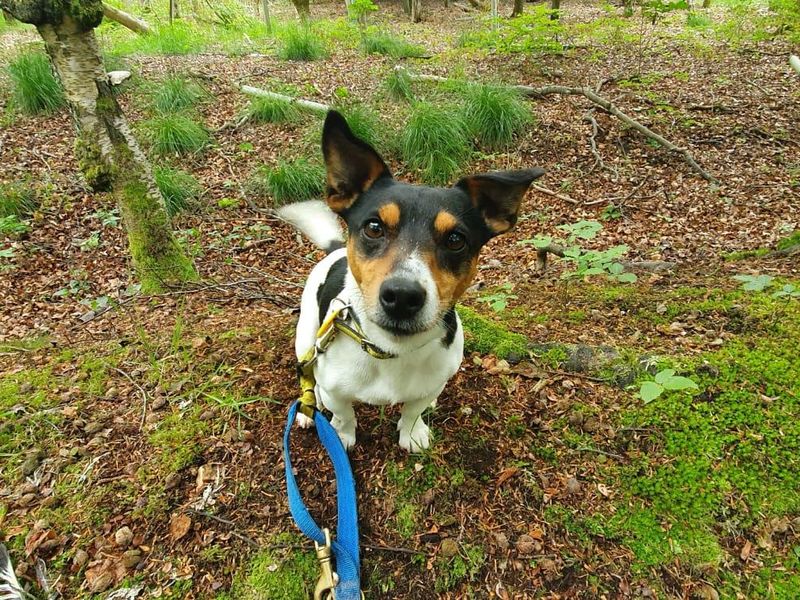 Jack Russells for sale in West Calder, West Lothian