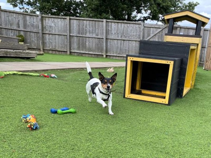 Jack Russell Puppies for sale in West Lothian