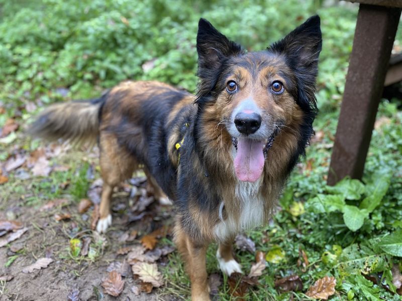 Duke | Collie (Border) Cross | Ilfracombe - 1