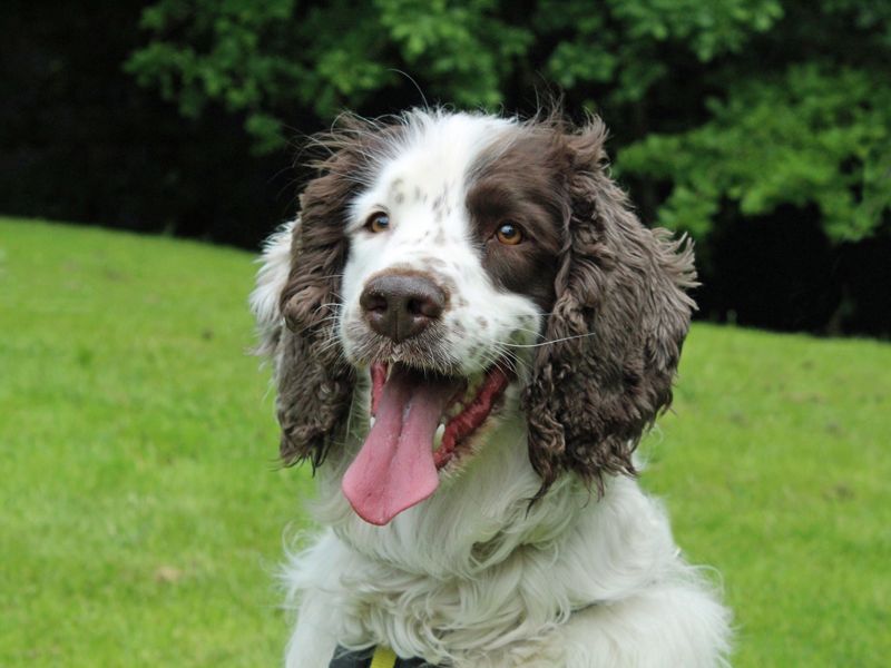 Springer Spaniel dogs and puppies for rehoming or adoption in Mold/Yr ...