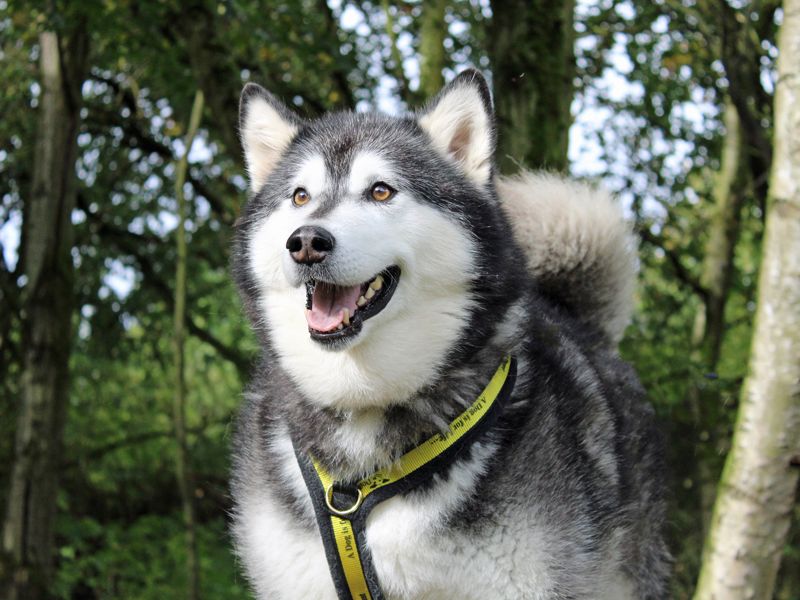 Malamute Puppies for sale in Merseyside