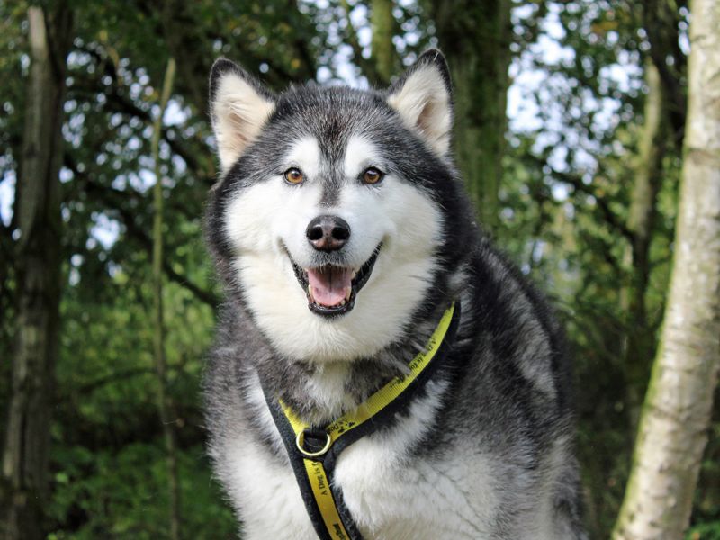 Alaskan Malamutes for sale in Liverpool, Merseyside