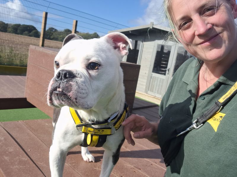 Bulldog hot sale rescue centre