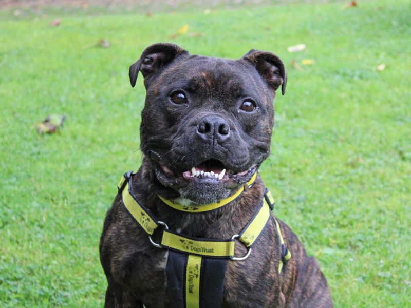 Zeus | Terrier (Staffordshire Bull) Cross | Merseyside (Liverpool) - 1