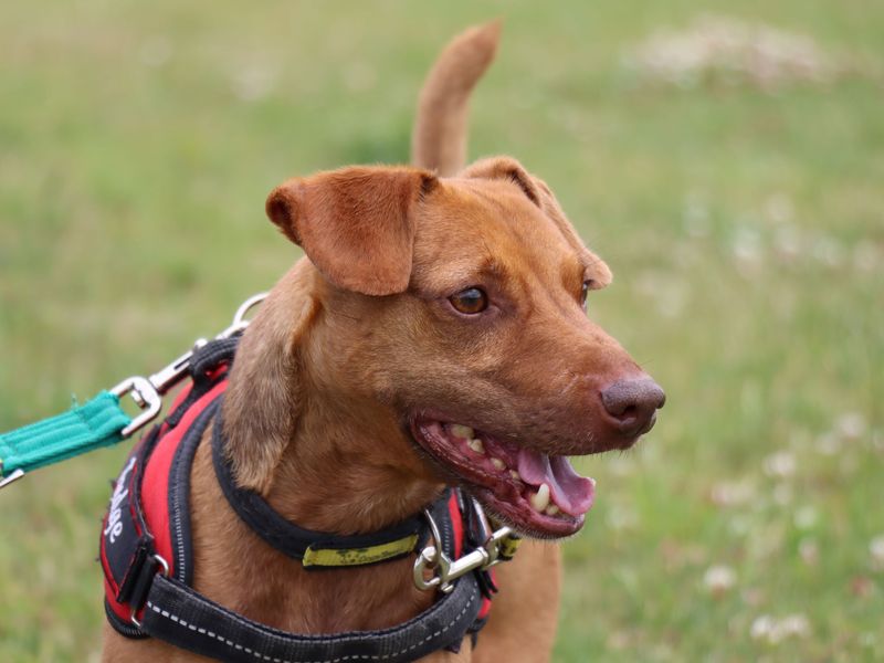 Patterdale rehoming store