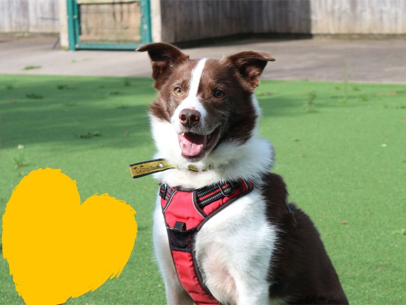 Dawson | Collie (Border) Cross | Shrewsbury (Shropshire) - 1