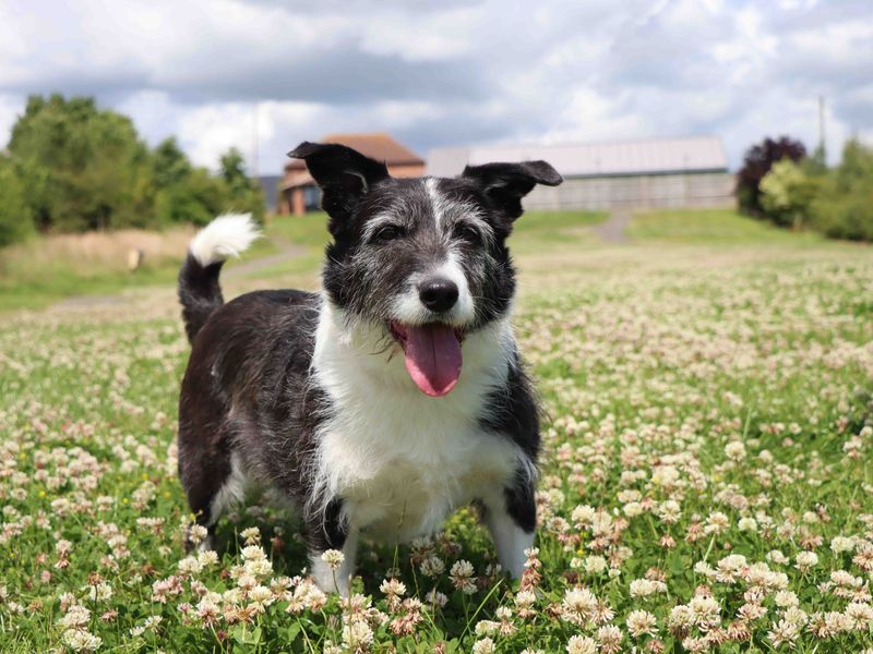 Maxwell | Collie (Border) Cross | Darlington - 1