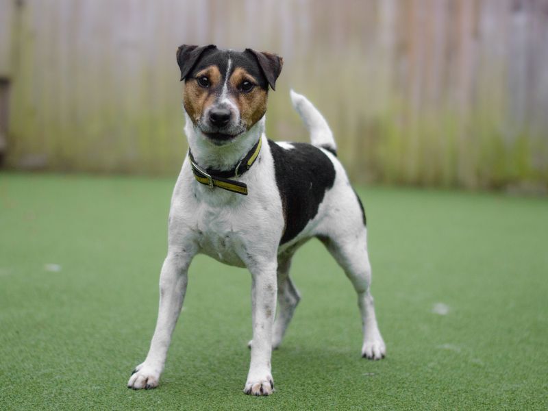 Bodie | Terrier (Jack Russell) | Kenilworth (West Midlands) - 1