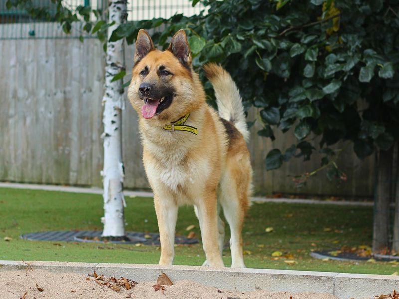 Benny for sale in Manchester, Greater Manchester - Image 1