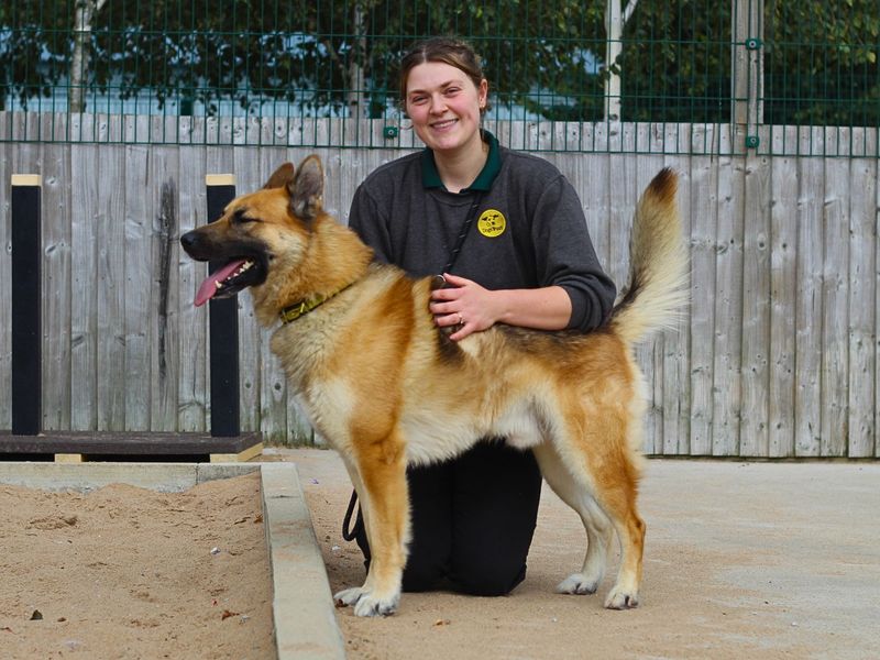 German Shepherd Puppies for sale