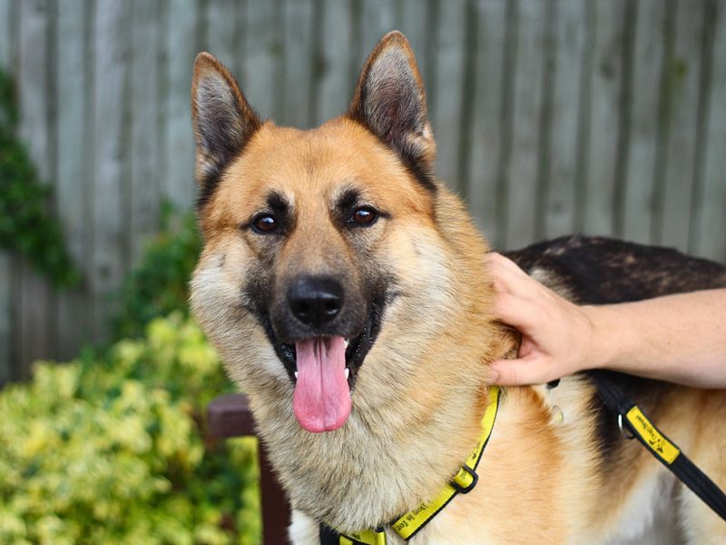 German Shepherd Puppies for sale