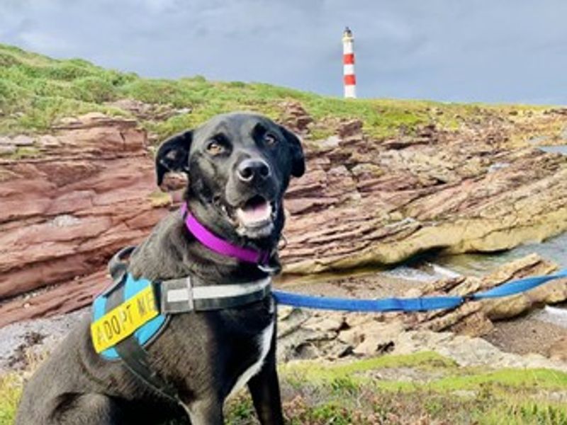 Adopt a Retriever Labrador Cross Rescue Dog Shadow Dogs Trust