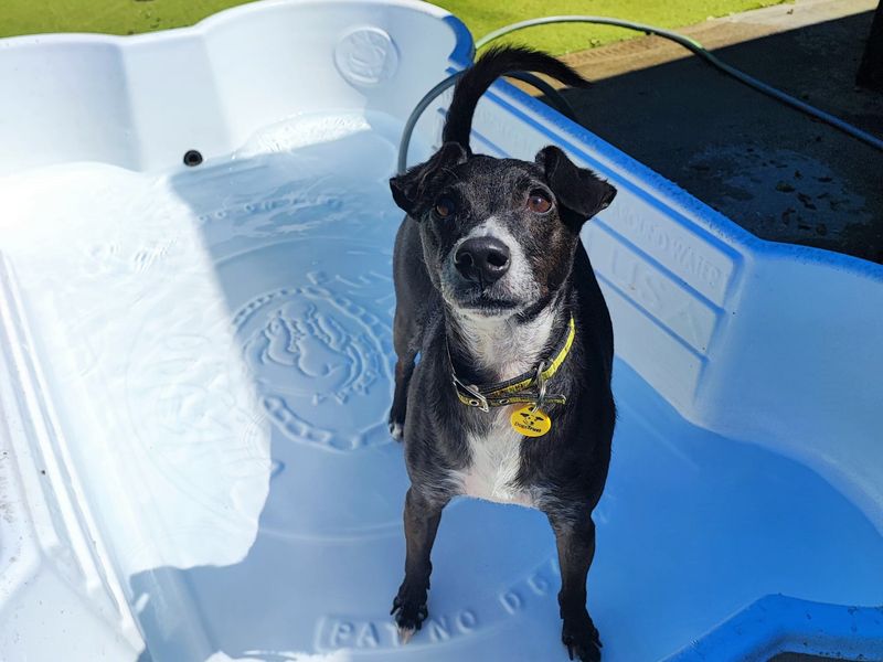 Peppy | Terrier (Patterdale) Cross | Shoreham (Sussex) - 1